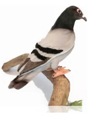 20cm Beige Pigeon Voyageur