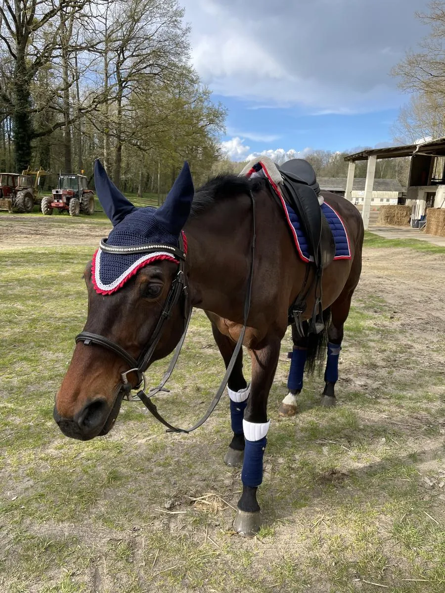 Horse bonnet